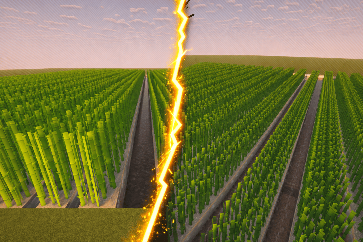 Champs de Canne à sucre