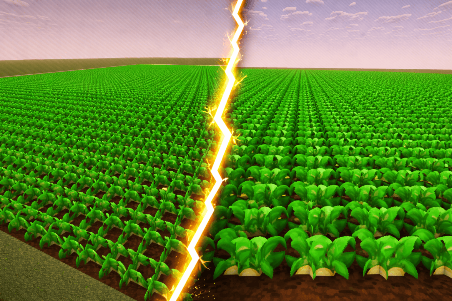 Champs de pomme de terre